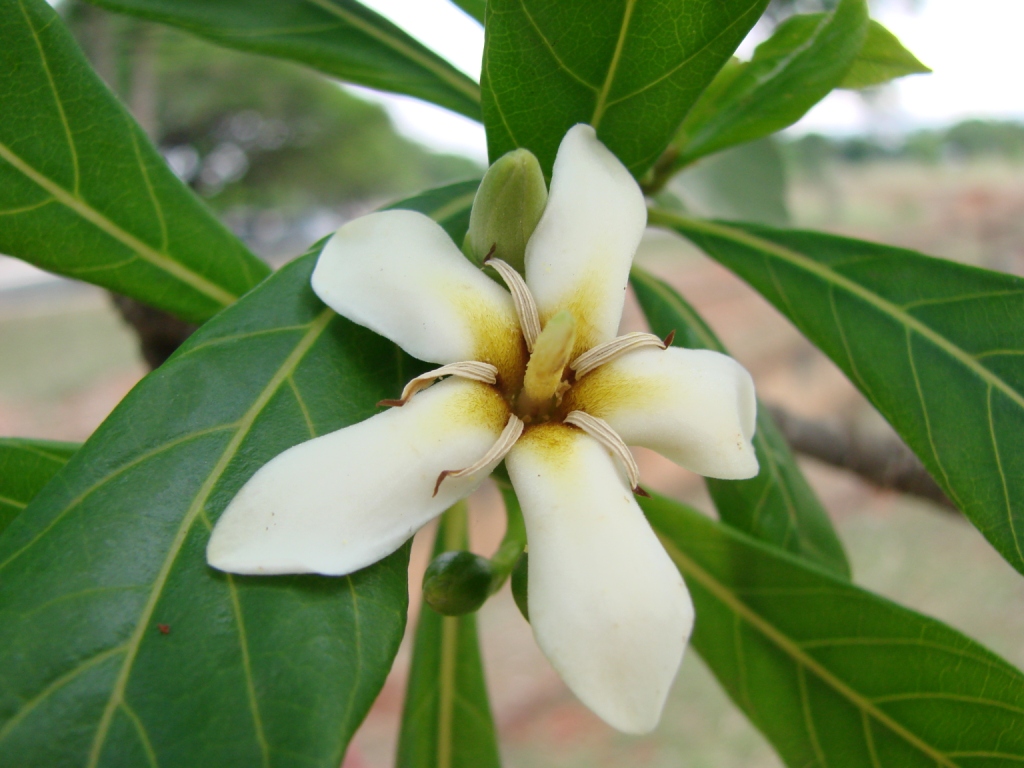 Jagua virága